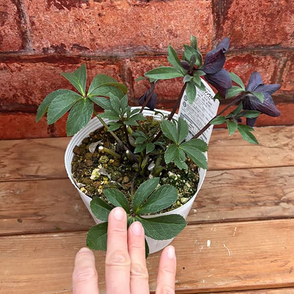 松村ナーセリーさんのクリスマスローズ：26-136シングル　ブラック／3.5号ポット【現品販売】