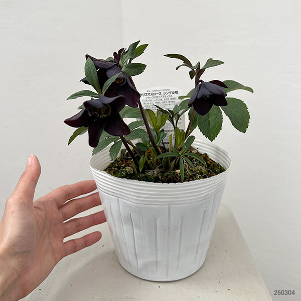 松村ナーセリーさんのクリスマスローズ：26-136シングル　ブラック／3.5号ポット【現品販売】