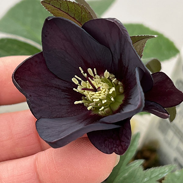 松村ナーセリーさんのクリスマスローズ：26-136シングル　ブラック／3.5号ポット【現品販売】