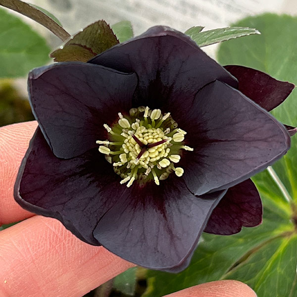 松村ナーセリーさんのクリスマスローズ：26-136シングル　ブラック／3.5号ポット【現品販売】