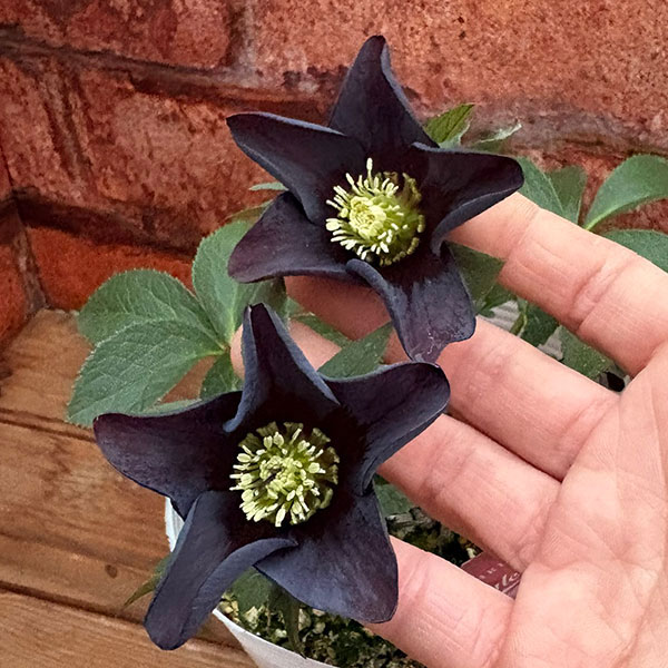 松村ナーセリーさんのクリスマスローズ：26-136シングル　ブラック／3.5号ポット【現品販売】