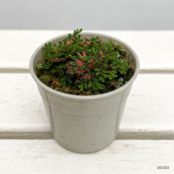 イワヒバ（イワマツ）：唐花3号ポット