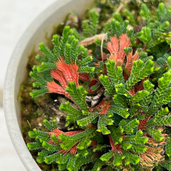 イワヒバ（イワマツ）：唐花3号ポット