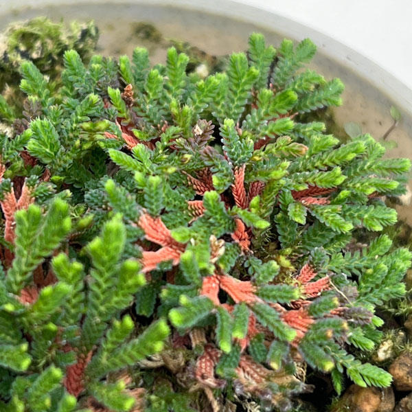 イワヒバ（イワマツ）：唐花3号ポット