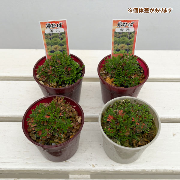イワヒバ（イワマツ）：唐花3号ポット