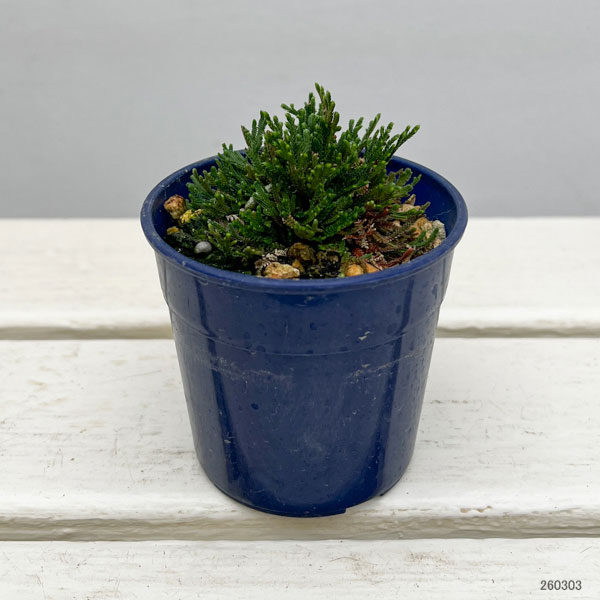 イワヒバ（イワマツ）：黒龍3号ポット