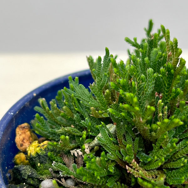 イワヒバ（イワマツ）：黒龍3号ポット