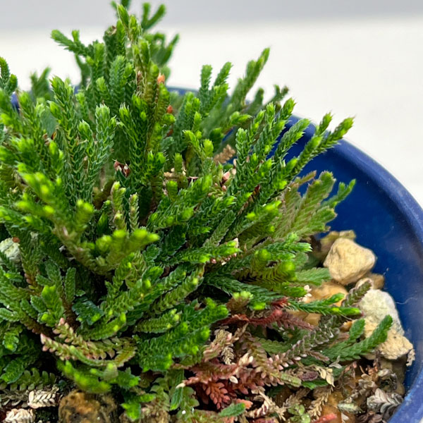 イワヒバ（イワマツ）：黒龍3号ポット