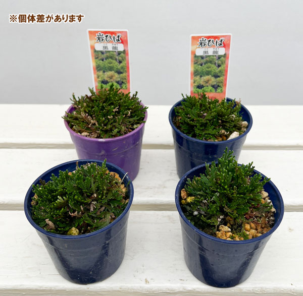 イワヒバ（イワマツ）：黒龍3号ポット