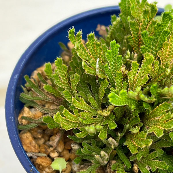 イワヒバ（イワマツ）：白寿3号ポット