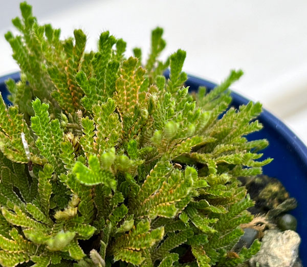 イワヒバ（イワマツ）：白寿3号ポット