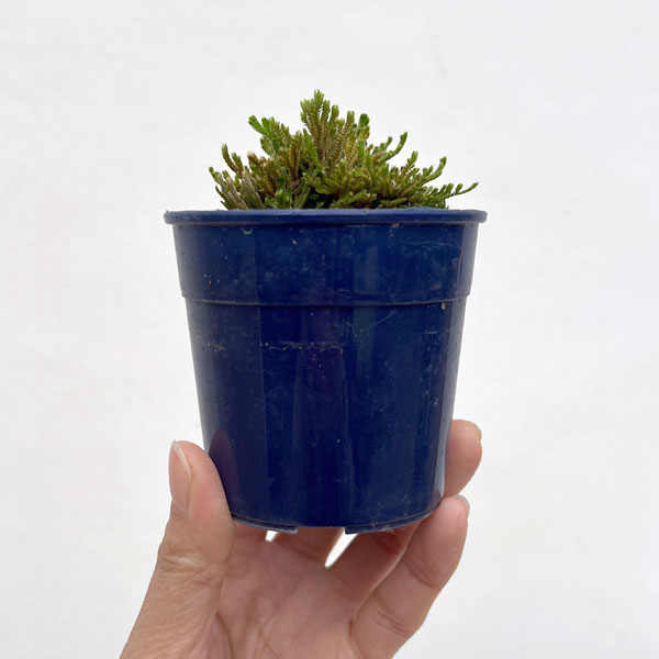 イワヒバ（イワマツ）：白寿3号ポット