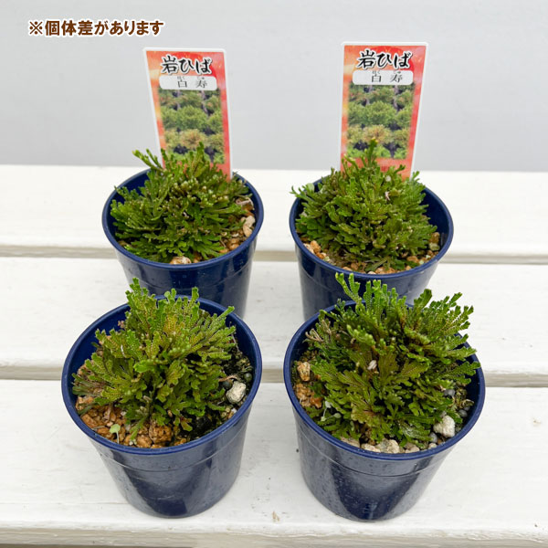 イワヒバ（イワマツ）：白寿3号ポット