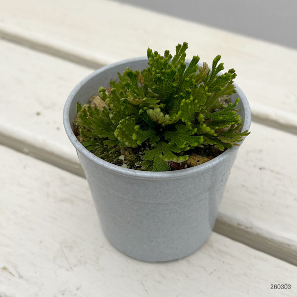 イワヒバ（イワマツ）：大王閣3号ポット