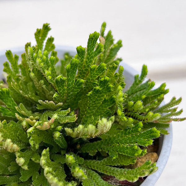 イワヒバ（イワマツ）：大王閣3号ポット