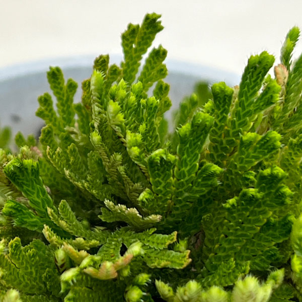 イワヒバ（イワマツ）：大王閣3号ポット