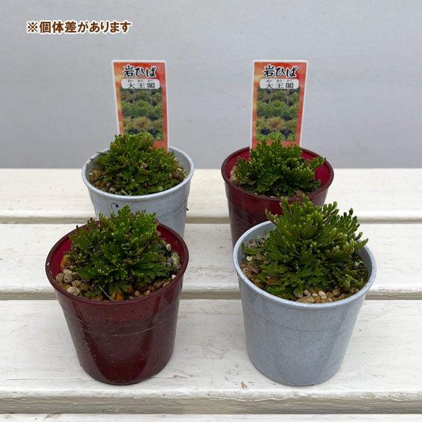イワヒバ（イワマツ）：大王閣3号ポット