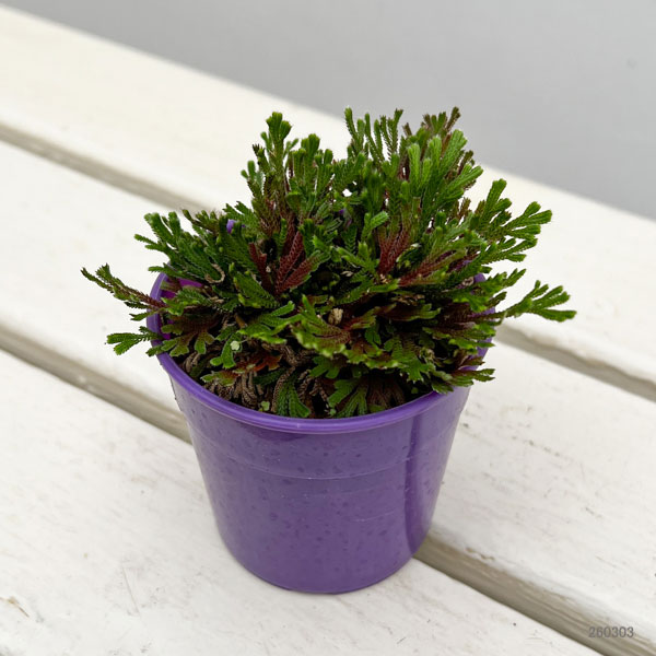 イワヒバ（イワマツ）：紅孔雀3号ポット