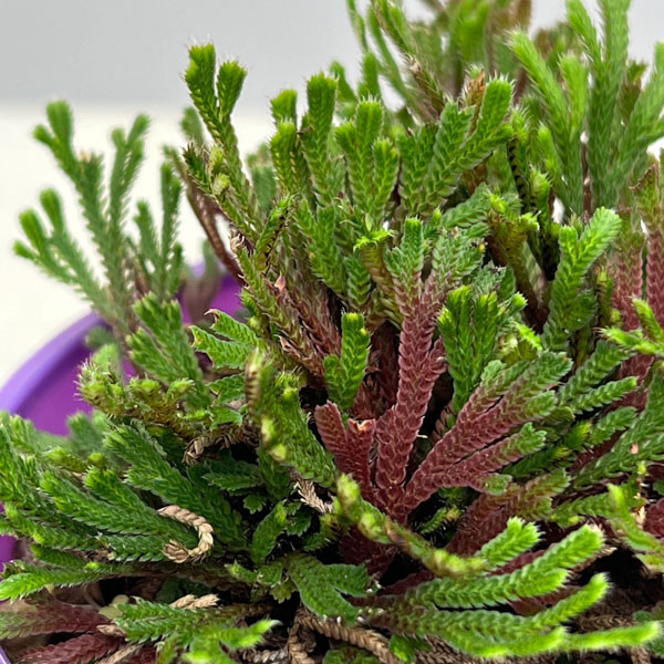 イワヒバ（イワマツ）：紅孔雀3号ポット