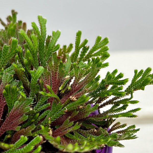 イワヒバ（イワマツ）：紅孔雀3号ポット