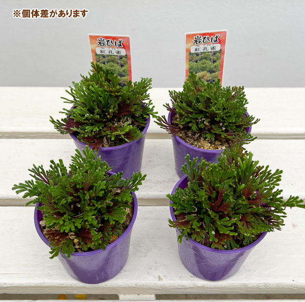 イワヒバ（イワマツ）：紅孔雀3号ポット