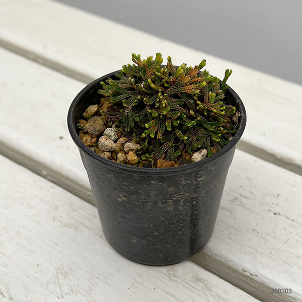 イワヒバ（イワマツ）：九重錦3号ポット