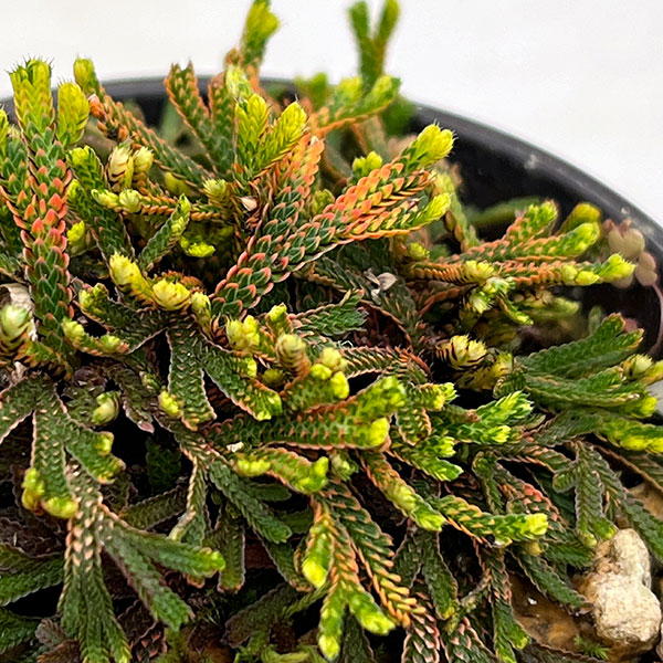 イワヒバ（イワマツ）：九重錦3号ポット