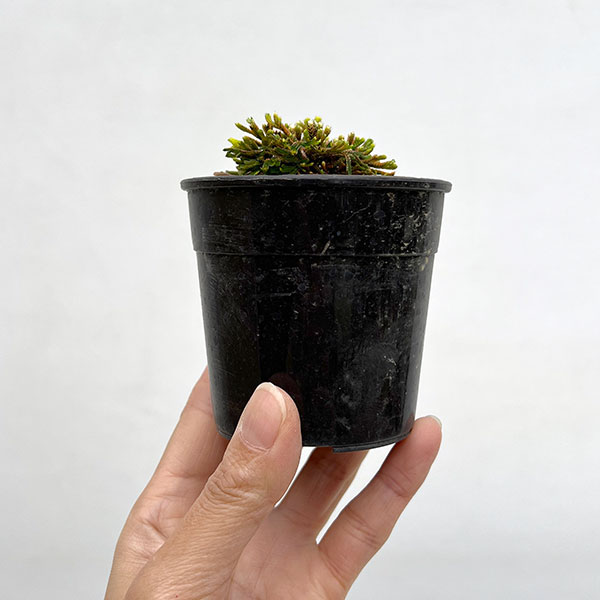 イワヒバ（イワマツ）：九重錦3号ポット