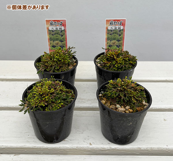 イワヒバ（イワマツ）：九重錦3号ポット