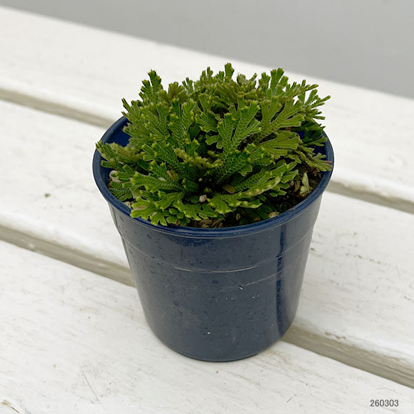 イワヒバ（イワマツ）：黄金錦3号ポット