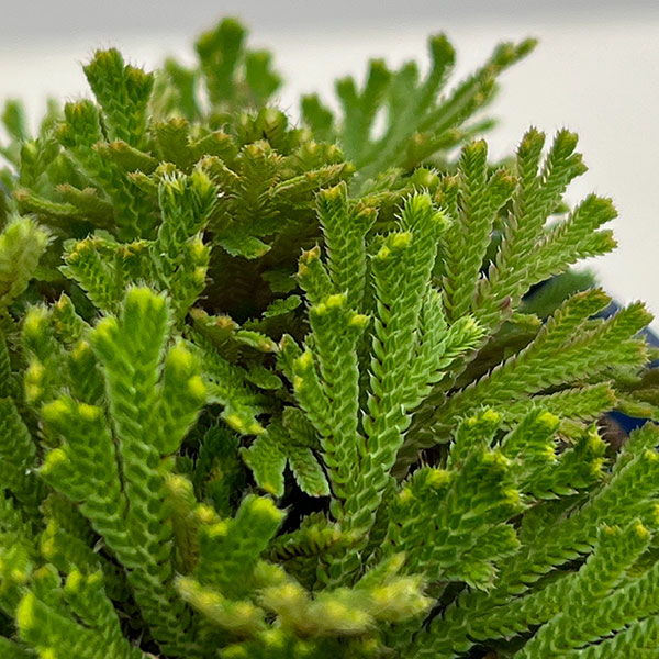 イワヒバ（イワマツ）：黄金錦3号ポット