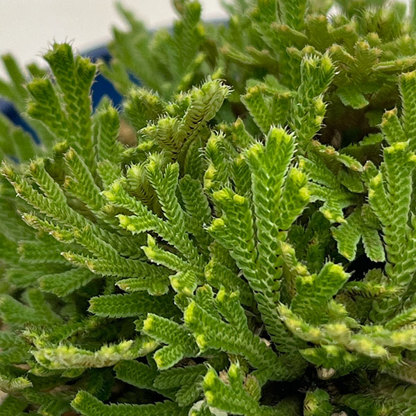 イワヒバ（イワマツ）：黄金錦3号ポット