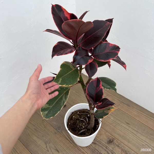 フィカス：エスティカルビー　7号鉢植え*