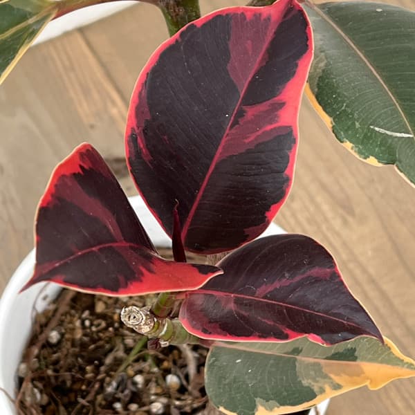 フィカス：エスティカルビー　7号鉢植え*