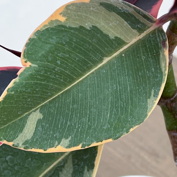 フィカス：エスティカルビー　7号鉢植え*