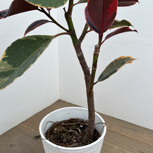 フィカス：エスティカルビー　7号鉢植え*