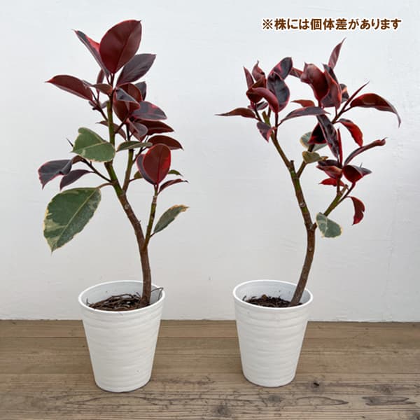 フィカス：エスティカルビー　7号鉢植え*