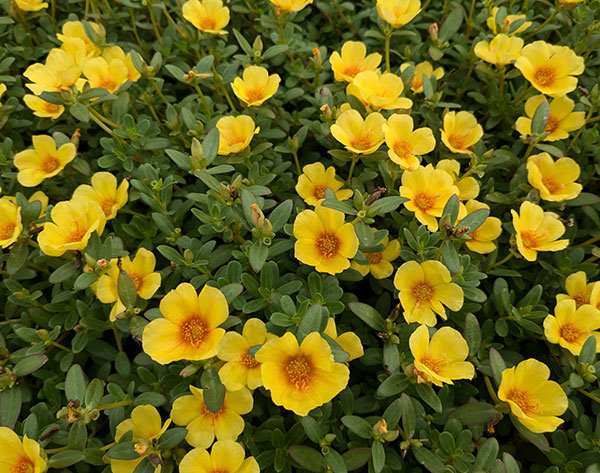 [26年4月上旬予約]ポーチュラカ：ラヴァ　イエロー3.5号ポット