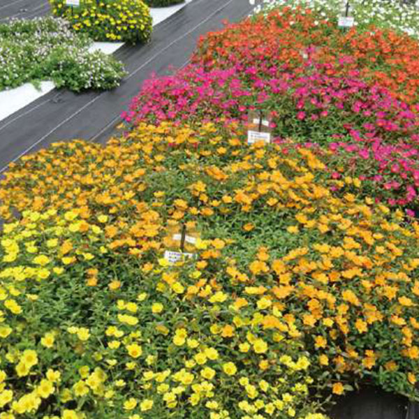 [26年4月上旬予約]ポーチュラカ：ラヴァ　オレンジ3.5号ポット