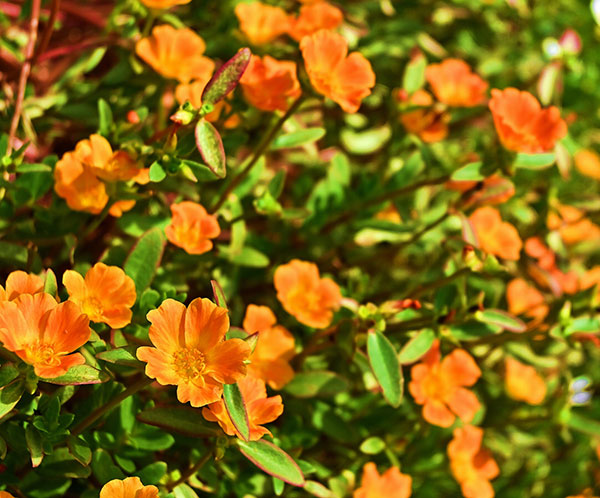 [26年4月上旬予約]ポーチュラカ：ラヴァ　オレンジ3.5号ポット