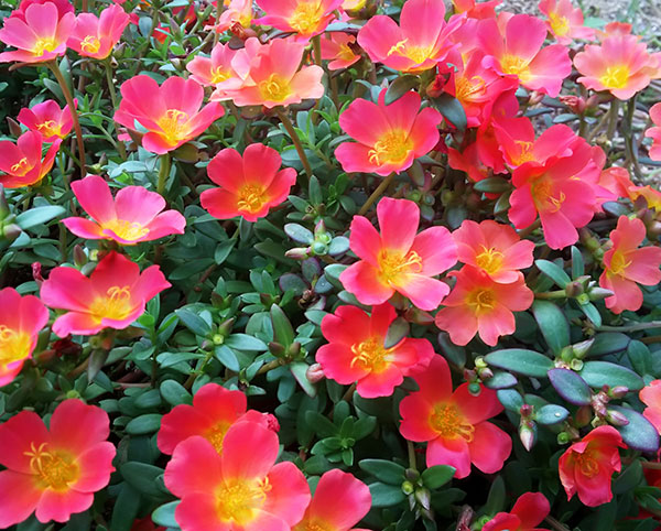 [26年4月上旬予約]ポーチュラカ：ラヴァ　ローズライラック3.5号ポット