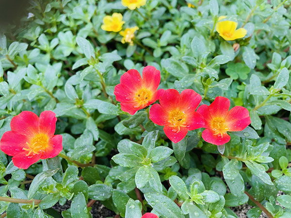 [26年4月上旬予約]ポーチュラカ：ラヴァ　レッド3.5号ポット