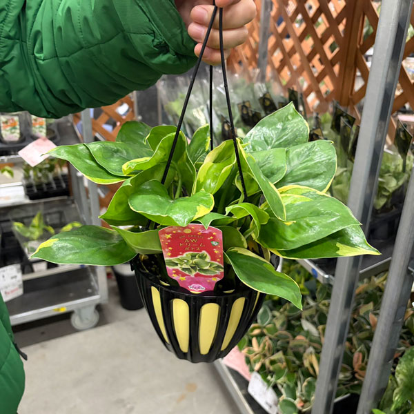 [26年3月中下旬予約]ポトス：AWドリーム　5号吊り鉢