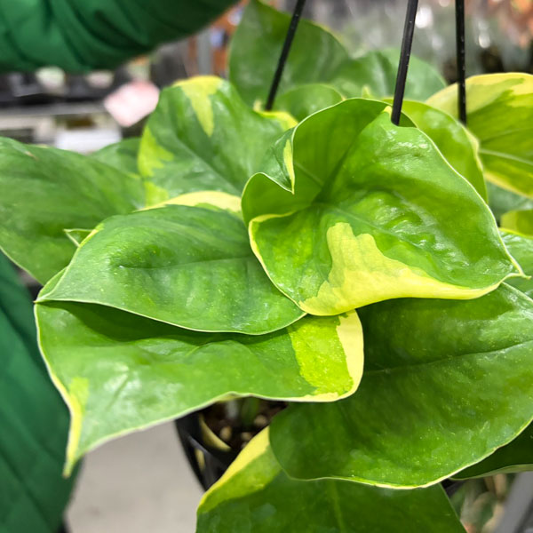 [26年3月中下旬予約]ポトス：AWドリーム　5号吊り鉢