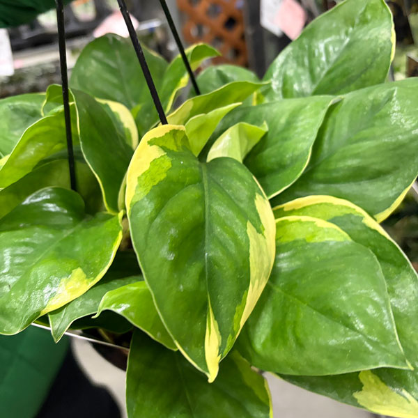 [26年3月中下旬予約]ポトス：AWドリーム　5号吊り鉢