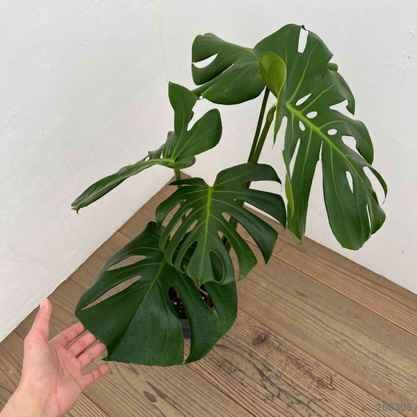 モンステラ：根上がり　6号ポット26-01