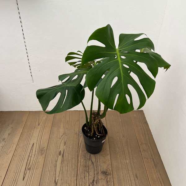 モンステラ：根上がり　6号ポット26-01