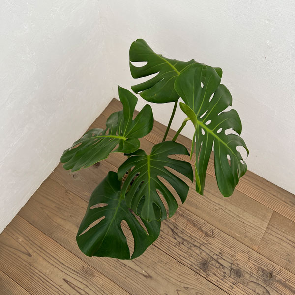 モンステラ：根上がり　6号ポット26-01