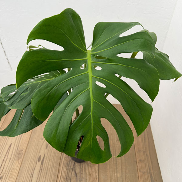 モンステラ：根上がり　6号ポット26-01