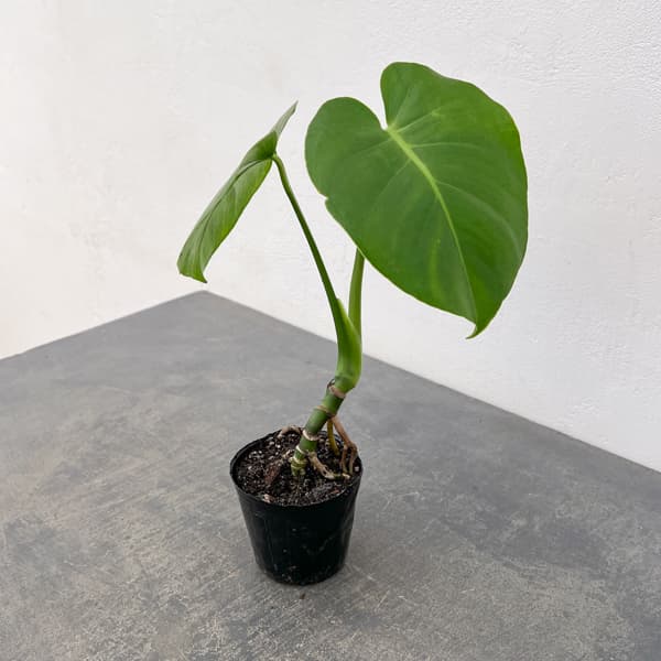 モンステラ:実生根上がり仕立て 3号ポット